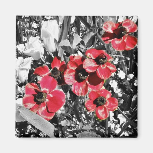 選択美しい- Anemone Bloses Magnet マグネット (正面)