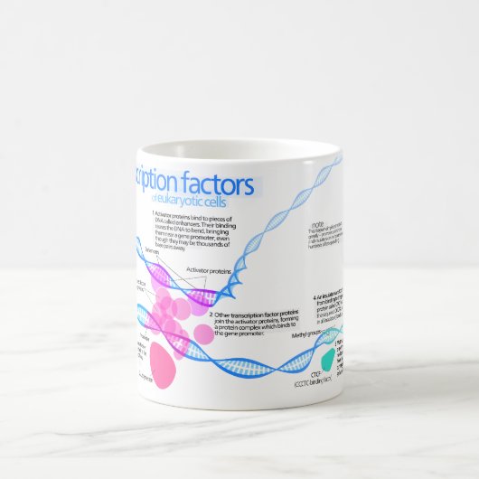遺伝子のトランスクリプション要因の図表 コーヒーマグカップ (中央)