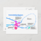 遺伝子転写因子の図解 ポストカード (正面/裏面)