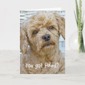 避妊手術 犬 ユーモア カード (正面)