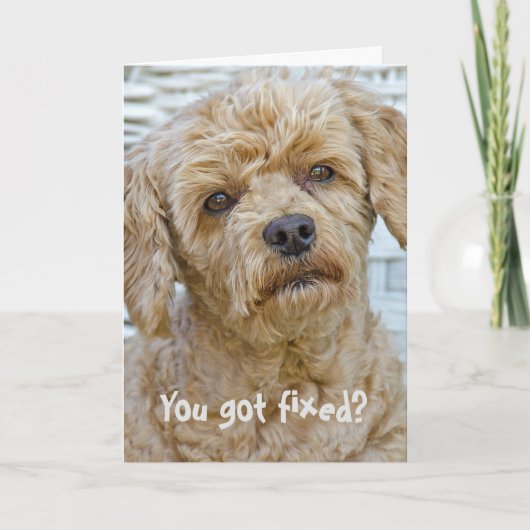 避妊手術 犬 ユーモア カード (正面)