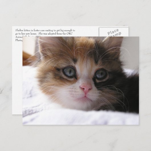 避難所の子ネコ 案内ポストカード (正面/裏面)