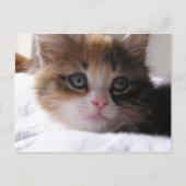 避難所の子ネコ 案内ポストカード (正面)