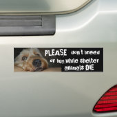 避難所動物が死ぬ間、繁殖させませんか、または買わないで下さい バンパーステッカー (車上)