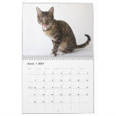 避難所猫のカットシーン カレンダー (3月 2027)