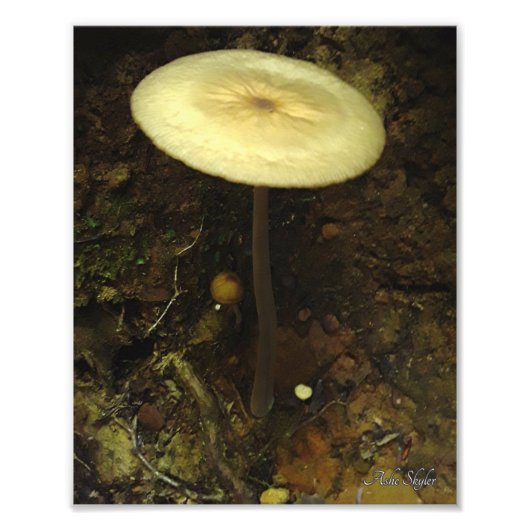 避難所 フォトプリント            (正面)