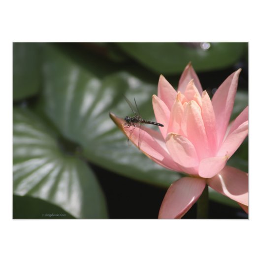 郊外の池に浮かぶトンボ フォトプリント            (正面)