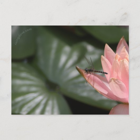 郊外の池に浮かぶトンボ 案内ポストカード (正面)