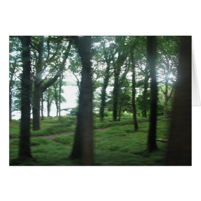 郡ケリーの木 (正面横)