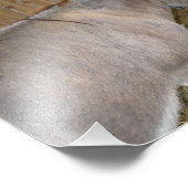 郡フェアでのロバのサイドビュー フォトプリント            (角)