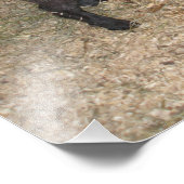 郡市の干し草の餌食に立つヤギ フォトプリント            (角)