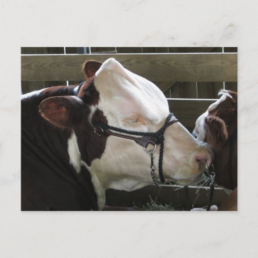 郡市の牛 ポストカード (正面)