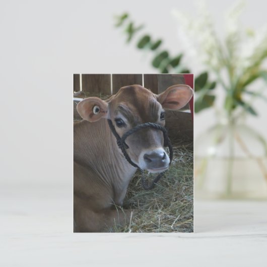 郡市の牛 ポストカード (スタンド正面)