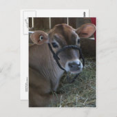 郡市の牛 ポストカード (正面/裏面)