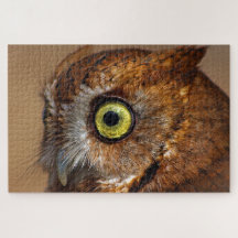 部分のアメリカオオコノハズク