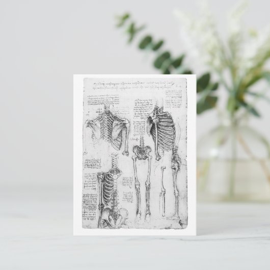 部分的な肋骨と骨盤のヴィンテージ骨格図 ポストカード (スタンド正面)