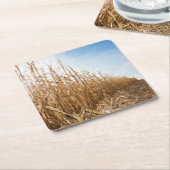 部分的に収穫されたトウモロコシ畑 スクエアペーパーコースター (アングル)