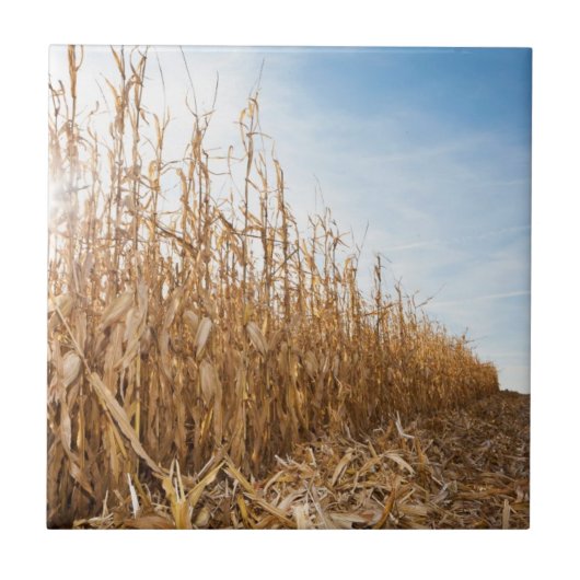 部分的に収穫されたトウモロコシ畑 タイル (正面)