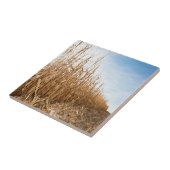 部分的に収穫されたトウモロコシ畑 タイル (側面)