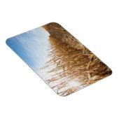 部分的に収穫されたトウモロコシ畑 マグネット (右側)