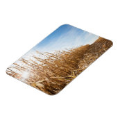 部分的に収穫されたトウモロコシ畑 マグネット (左側)