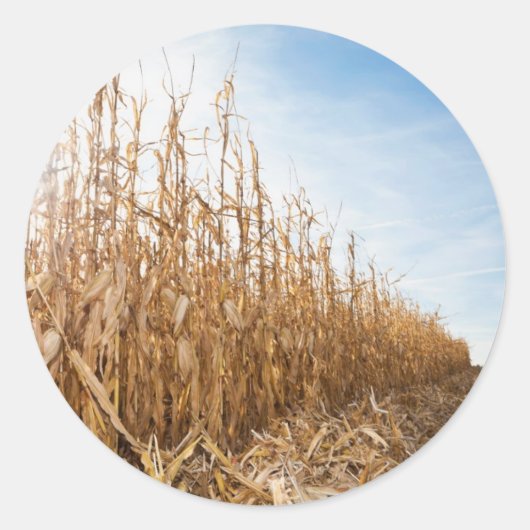 部分的に収穫されたトウモロコシ畑 ラウンドシール (正面)