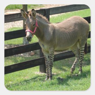 部品donkeyとzebraのゾンキー名 スクエアシール