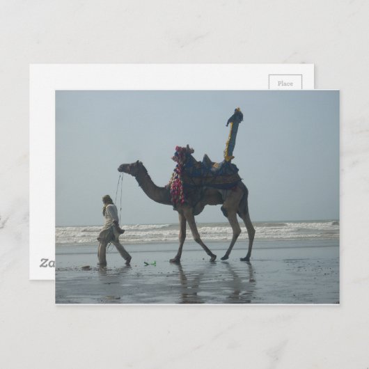 部族のラクダに乗る:朝の潮砂と海 ポストカード (正面/裏面)
