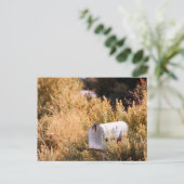 郵便が届くのを待つ ポストカード (スタンド正面)