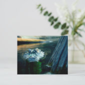 郵便はがきのアメリカアリゲーターノースカロライナ ポストカード (スタンド正面)