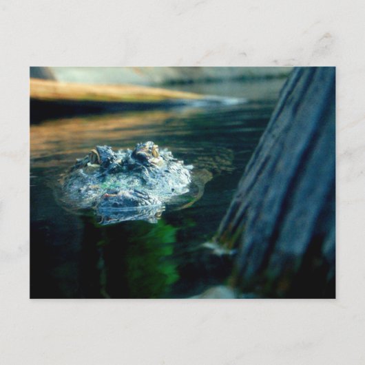 郵便はがきのアメリカアリゲーターノースカロライナ ポストカード (正面)