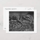 郵便はがきのアメリカアリゲーター-ノースカロライナ ポストカード (正面/裏面)