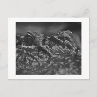 郵便はがきのアメリカアリゲーター-ノースカロライナ ポストカード