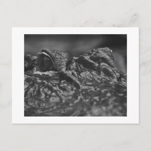 郵便はがきのアメリカアリゲーター-ノースカロライナ ポストカード (正面)