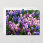 郵便はがきの花柄の共通Hyacinth ポストカード (正面/裏面)