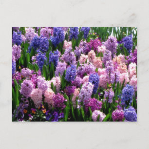 郵便はがきの花柄の共通Hyacinth ポストカード
