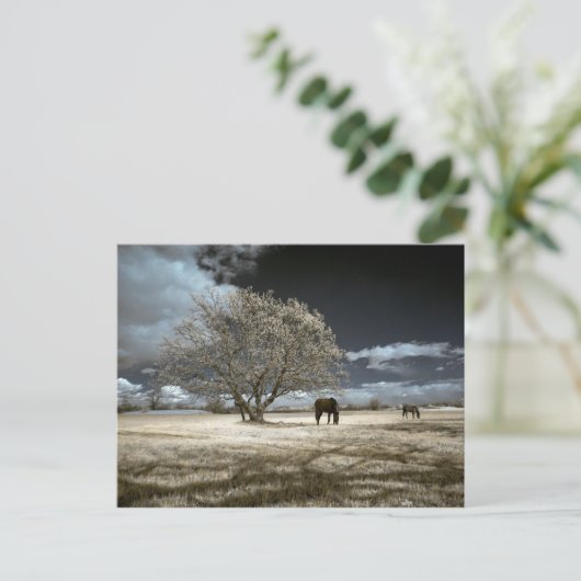郵便はがきを牧草を食べている馬 ポストカード (スタンド正面)