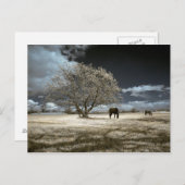 郵便はがきを牧草を食べている馬 ポストカード (正面/裏面)