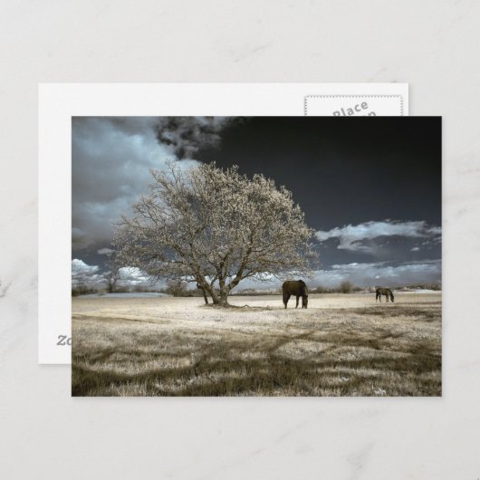 郵便はがきを牧草を食べている馬 ポストカード (正面/裏面)