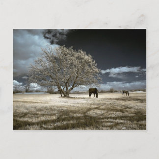 郵便はがきを牧草を食べている馬 ポストカード