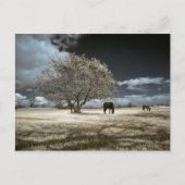 郵便はがきを牧草を食べている馬 ポストカード (正面)