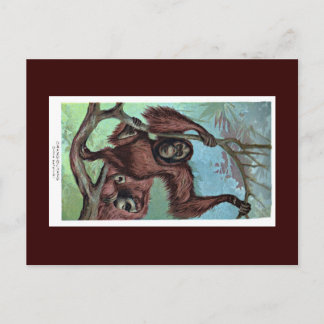 郵便はがき-チンパンジー ポストカード