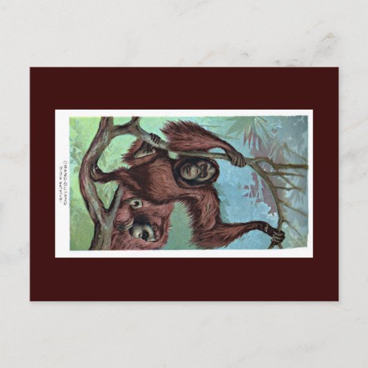 郵便はがき-チンパンジー ポストカード (正面)