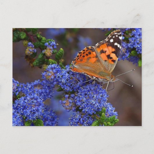 郵便はがき ポストカード (正面)