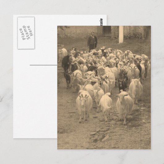 郵便はがき ポストカード (正面/裏面)