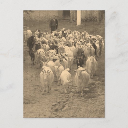 郵便はがき ポストカード (正面)