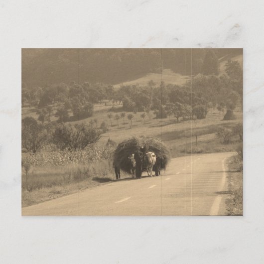 郵便はがき ポストカード (正面)