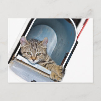 郵便受けの子猫 ポストカード