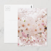 郷愁に満ちた桜 ポストカード (正面/裏面)