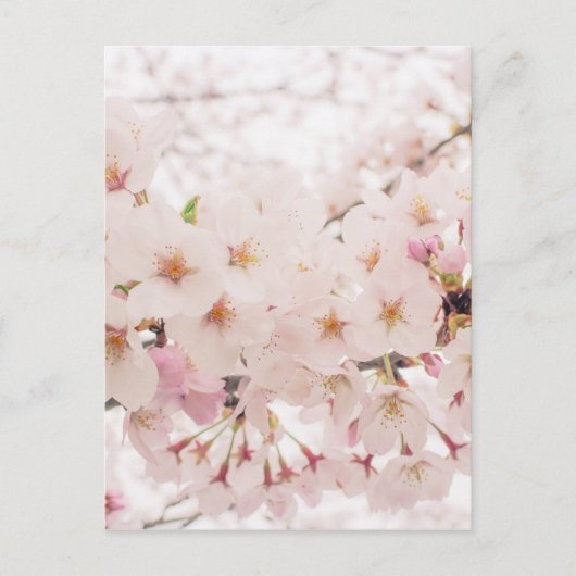 郷愁に満ちた桜 ポストカード (正面)